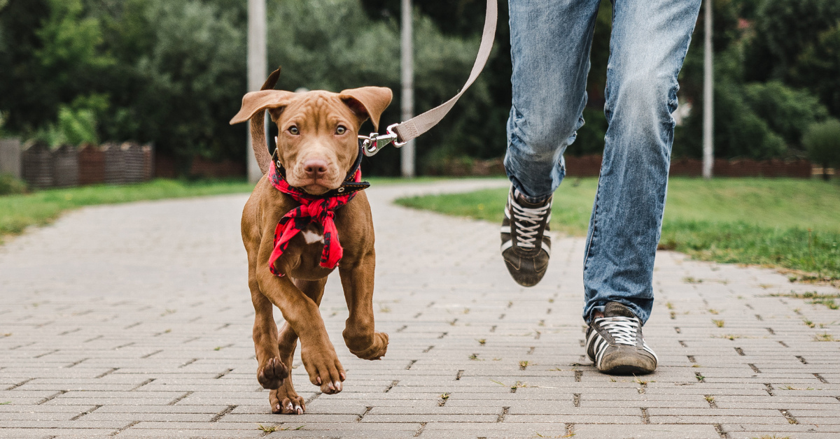 When Is It Too Hot To Walk The Dog On The Pavement?
