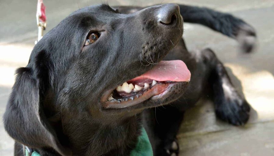 How to train a dog to alert for panic attacks