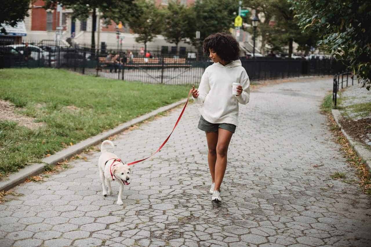 Is 80 Degrees Too Hot To Walk A Dog? One Scorching-Hot Take | JoyPetProducts