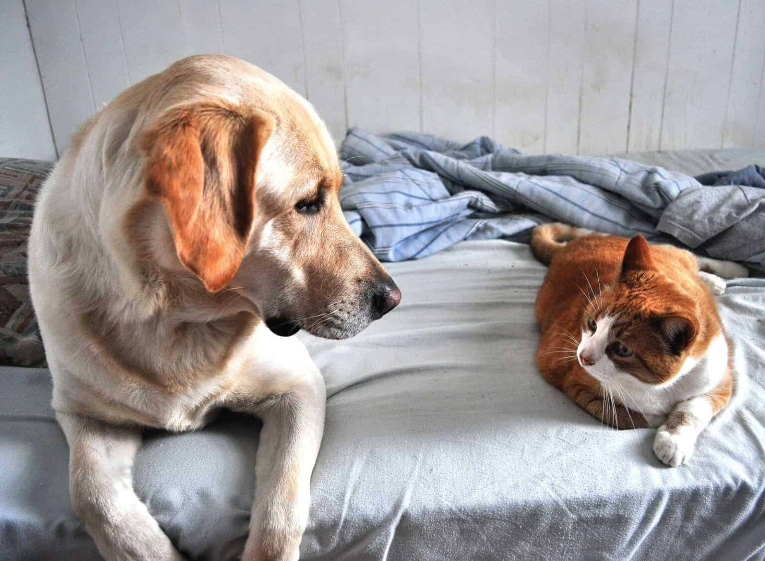 Is Your Dog Suddenly Aggressive Towards Cats? 5 Main Reasons
