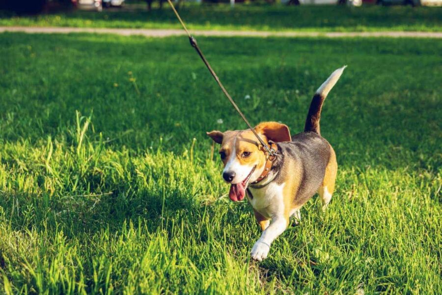 Healthy beagle walking on grass