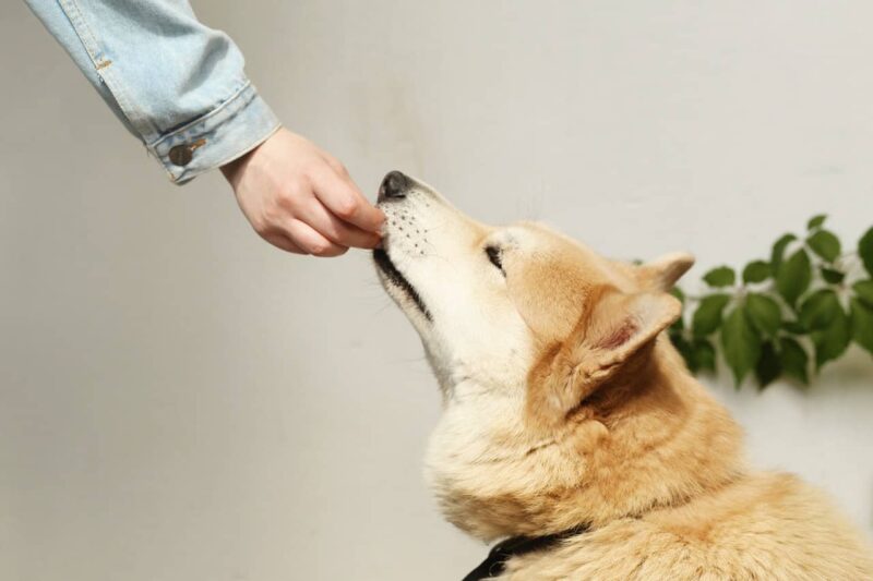 Human hand feeding fluffy dog
