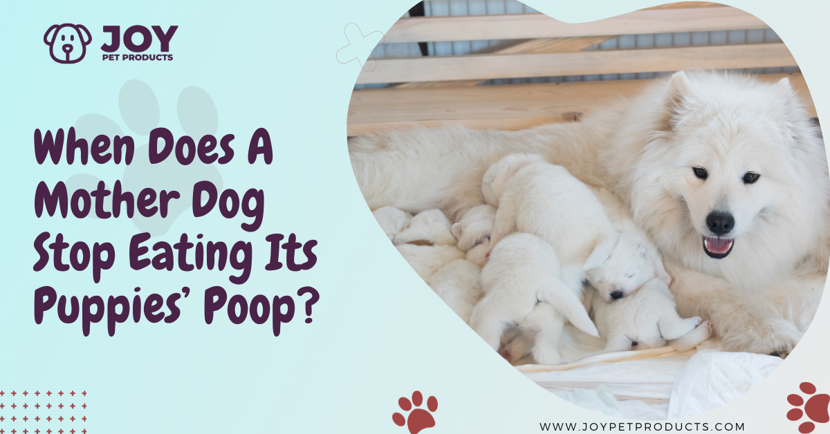 when does mother dog stop eating puppies poop