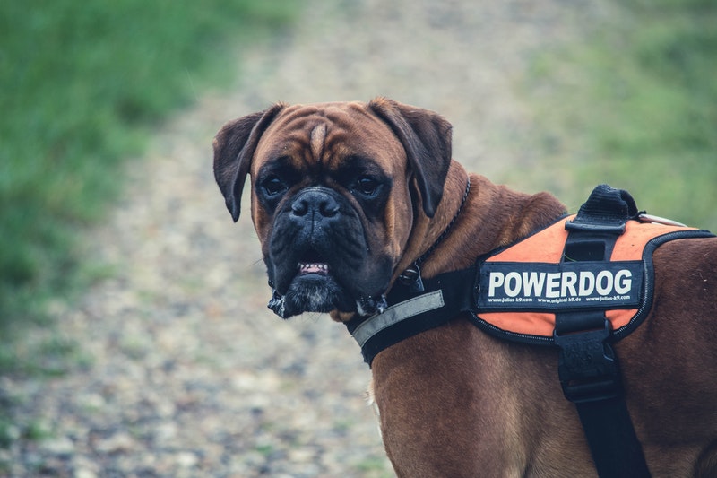 Brown boxer with powerdog vest