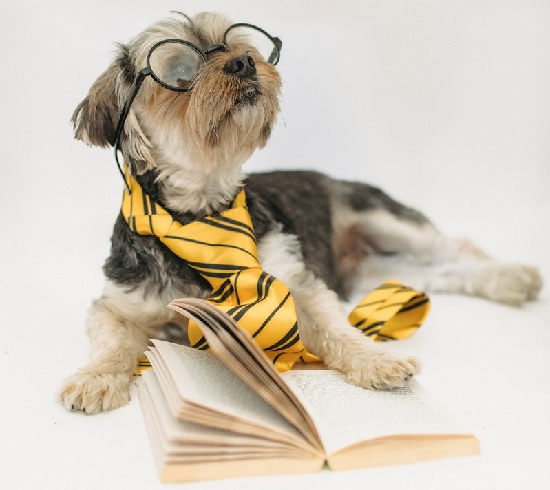 Dog with glasses and yellow tie reading a book