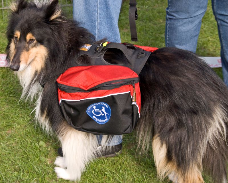 Black lassie service dog