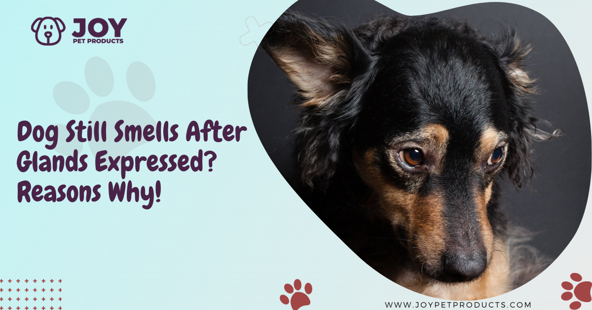 dog still smells after glands expressed