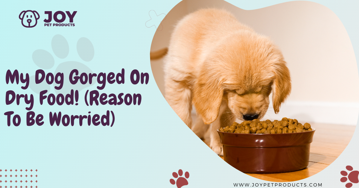 My Dog Gorged On Dry Food! (1 Reason To Be Worried)