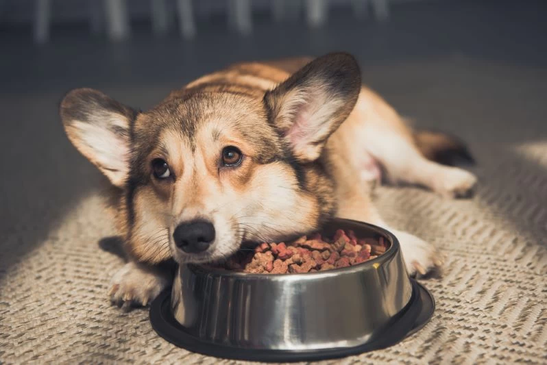 My Dog Gorged On Dry Food! (1 Reason To Be Worried)