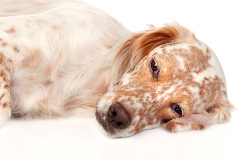 Should I Be Worried About My Dog's Fur Changing Color in Spots?