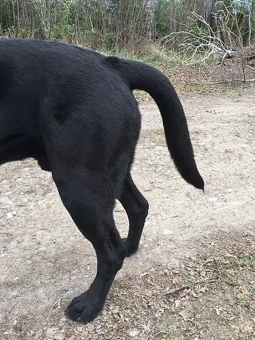 Dog limber tail