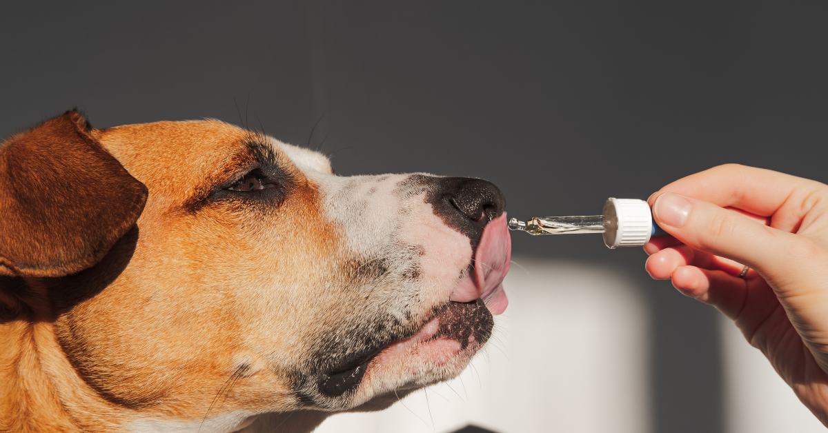 Urinary Support/Bladder Supplement