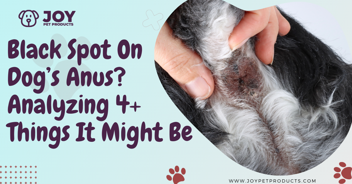 black spot on dogs anus