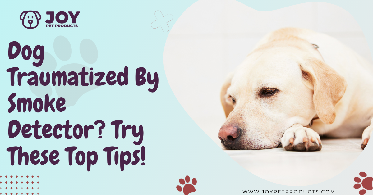 dog traumatized by smoke detector