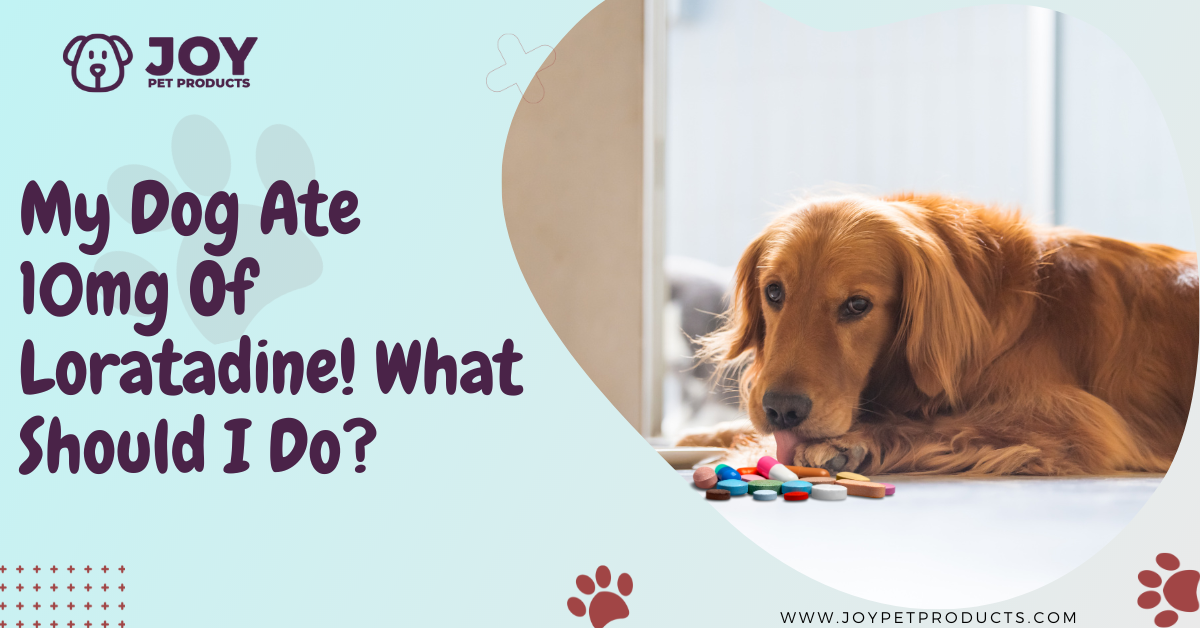 My Dog Ate 10mg Of Loratadine! What Should I Do? JoyPetProducts