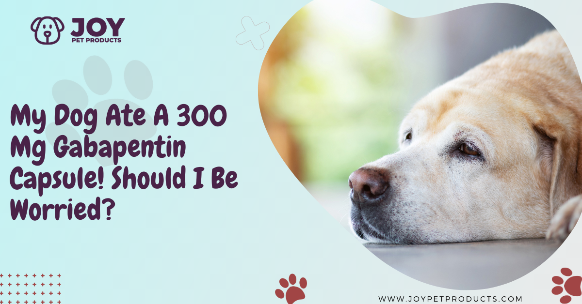 gabapentin overdose for dogs