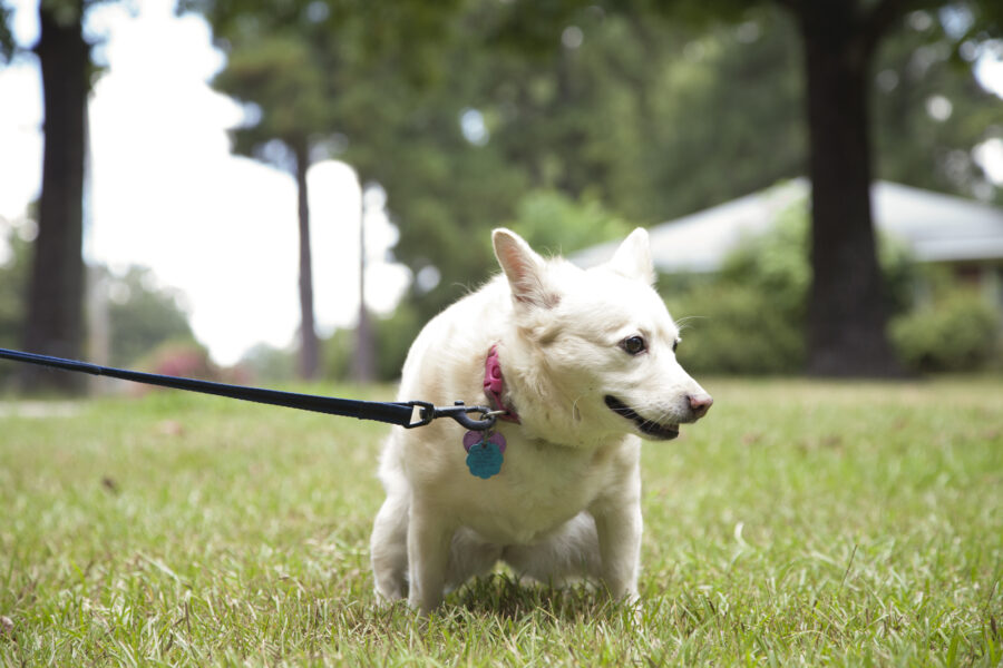 Female dog urinating in park