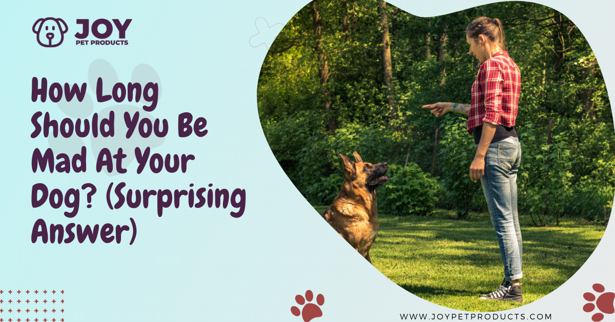 how long should you be mad at your dog