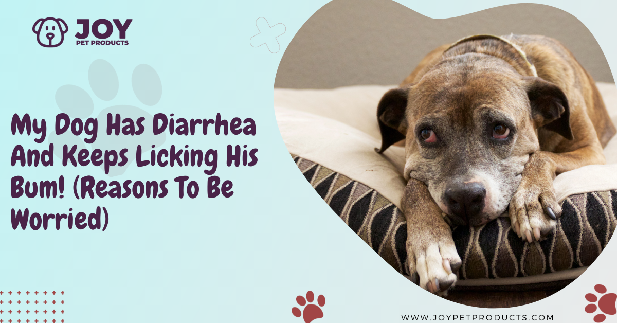 my dog has diarrhea and keeps licking his bum