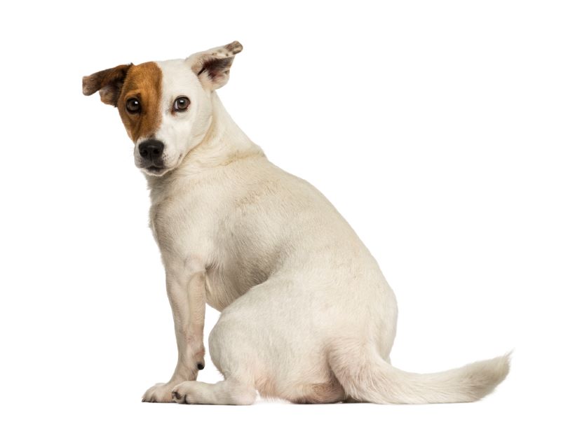 Rear view of Jack Russell Terrier