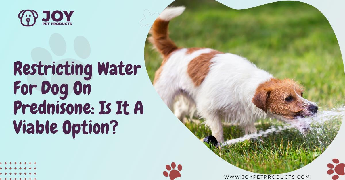 restricting water for dog on prednisone