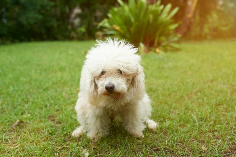 Small white dog pooping on grass