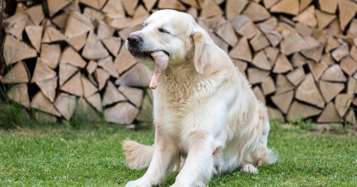 What Happens If My Dog Swallowed A Chicken Wing Whole