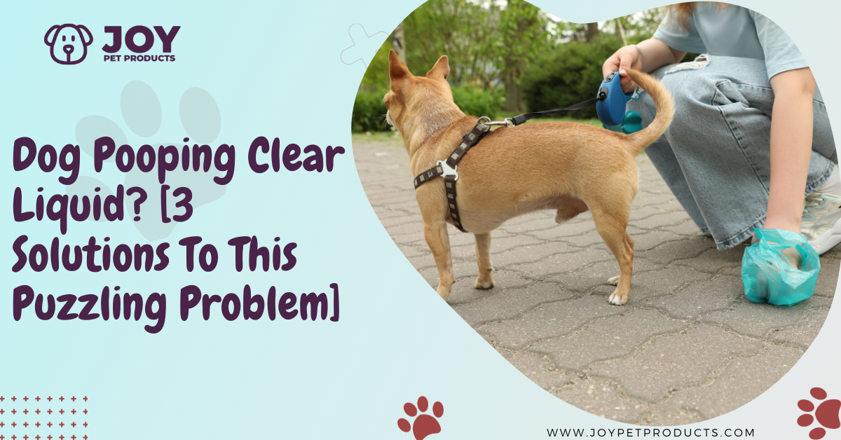 dog pooping clear liquid