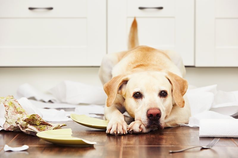 My Dog Ate Wax Paper! Should I Be Worried? | JoyPetProducts