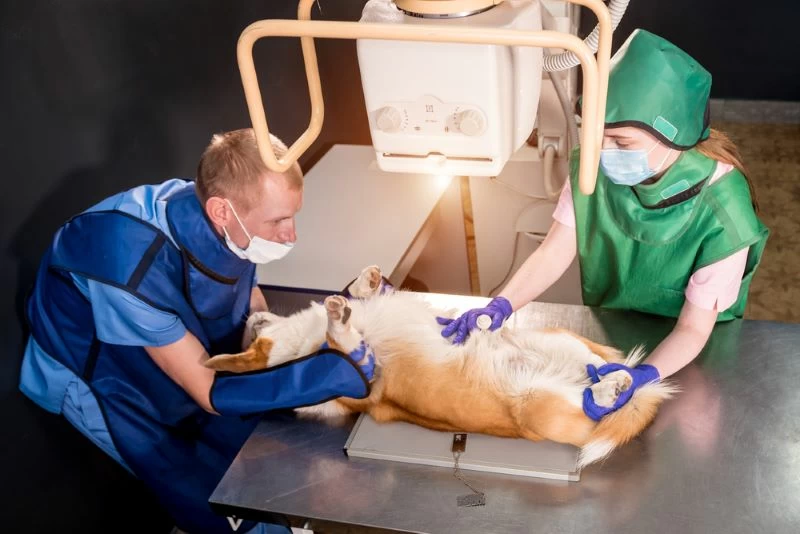 Vet team examining corgi with X-ray