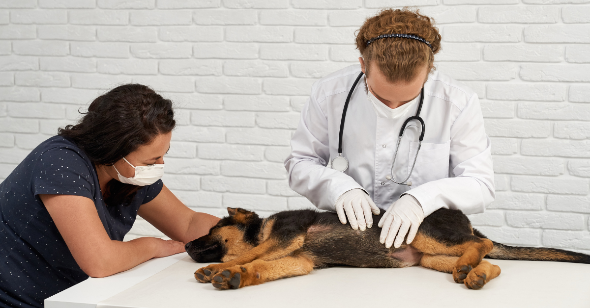 At the Appropriate Age, Neuter or Spay