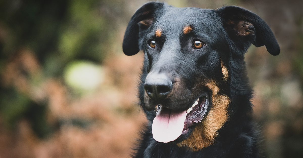 Beauceron