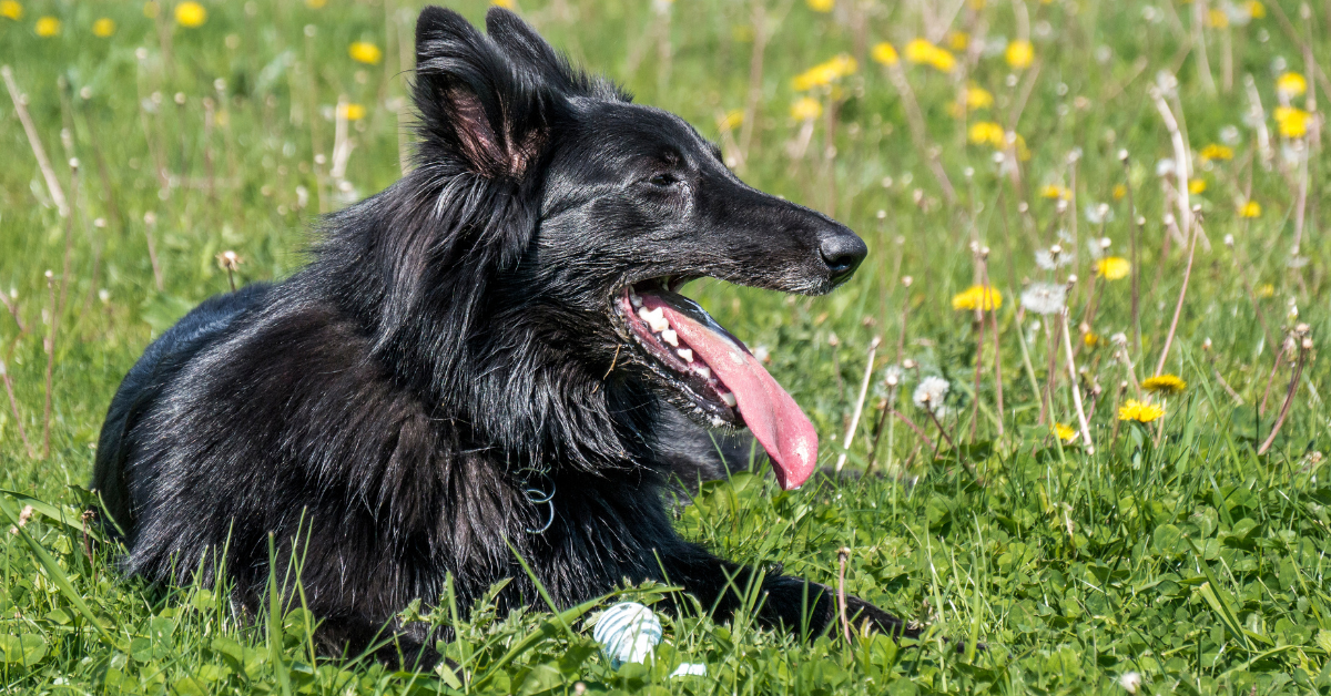 Belgian Sheepdog