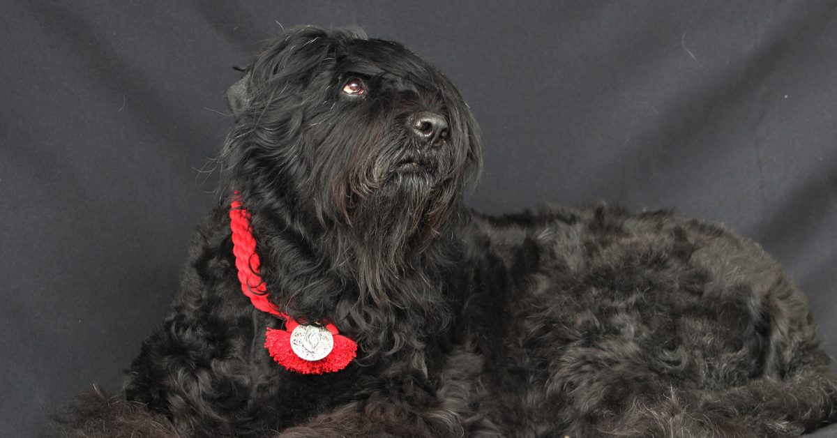 Black Russian Terrier