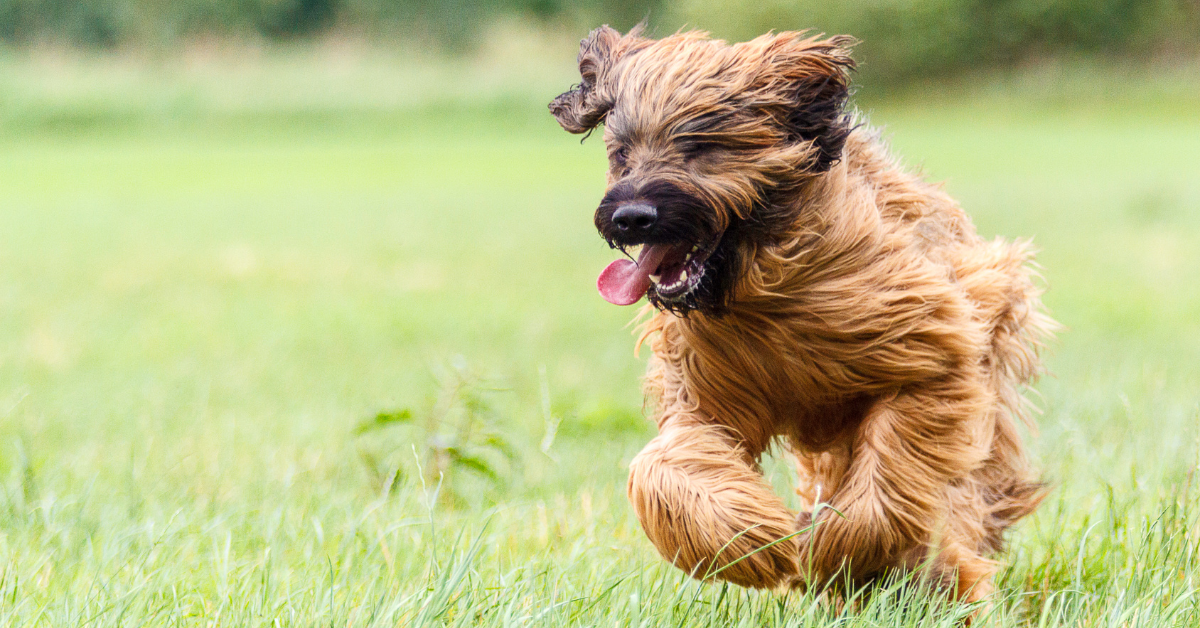 Briard