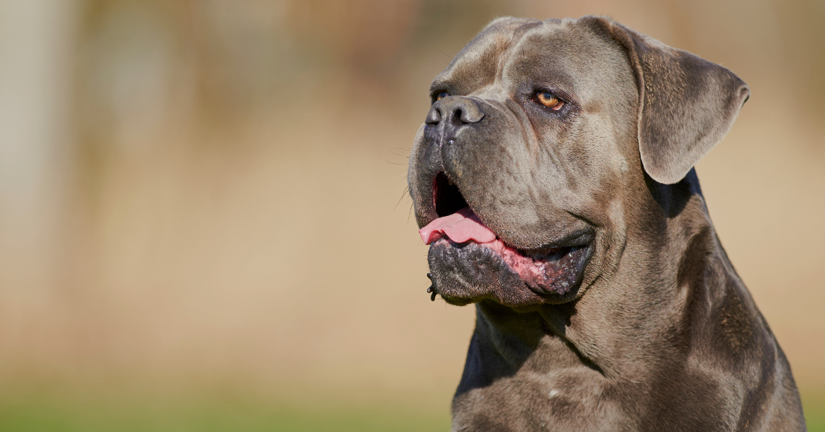 Cane Corso