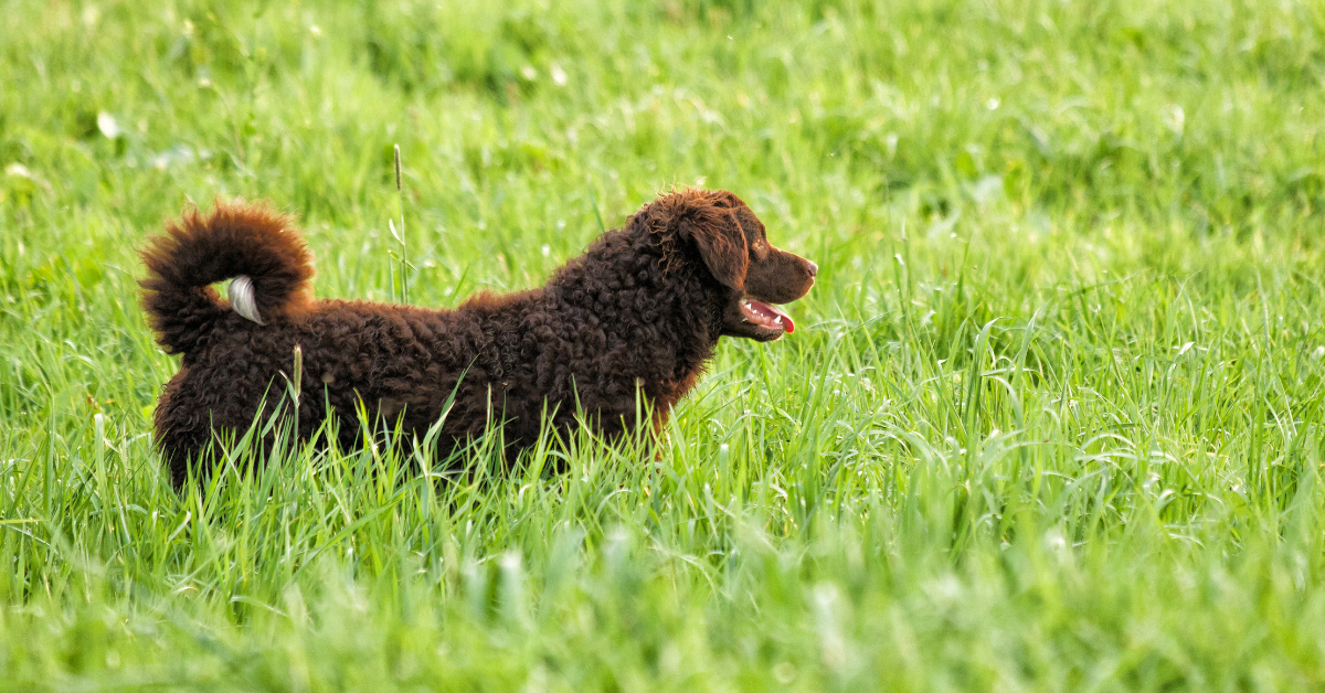 Curly Coated Retriever