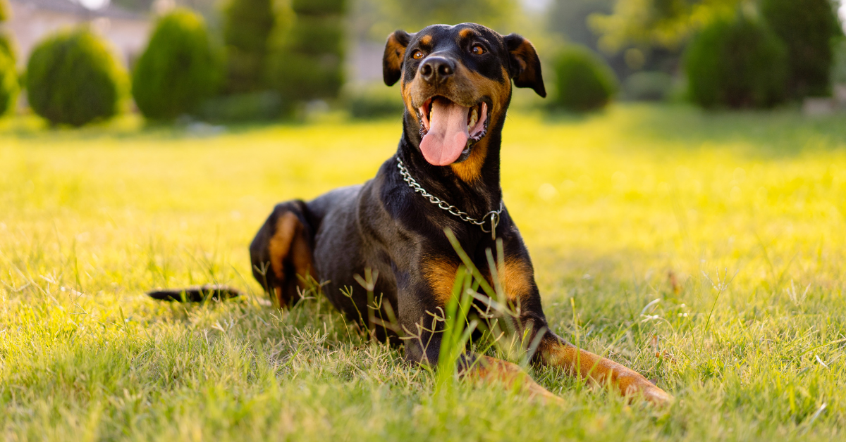Doberman Pinscher