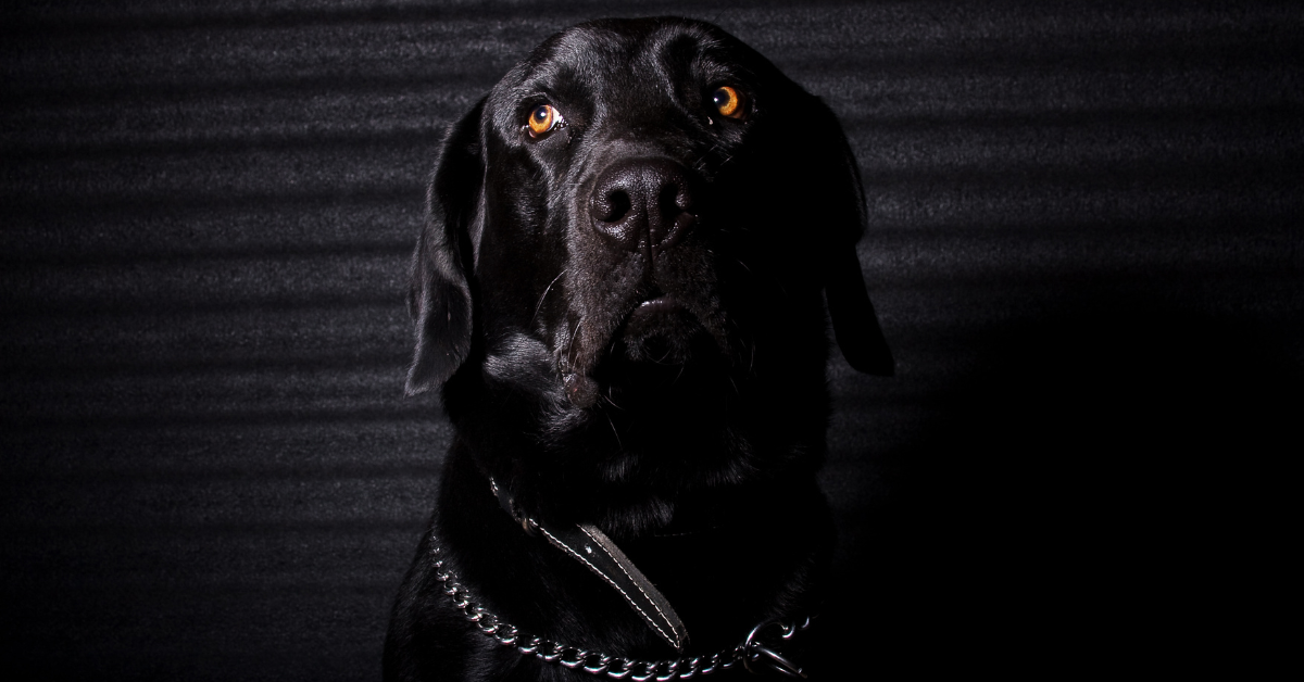 Dogs with Black Genes