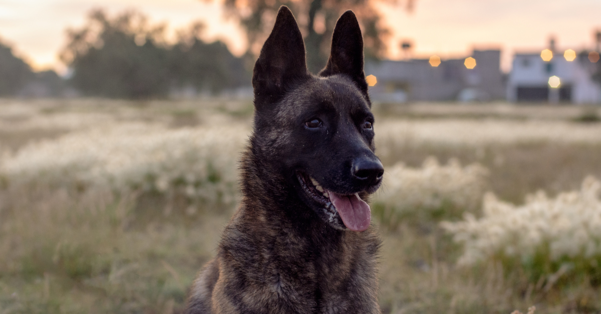 Dutch Shepherd