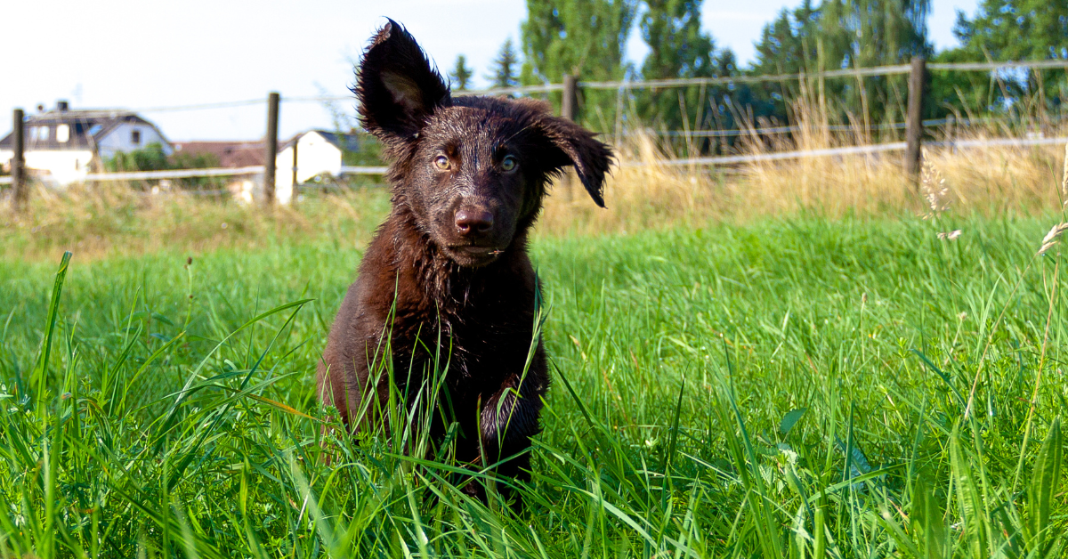 Flat-Coated Retriever