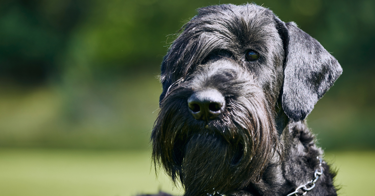 Giant Schnauzer