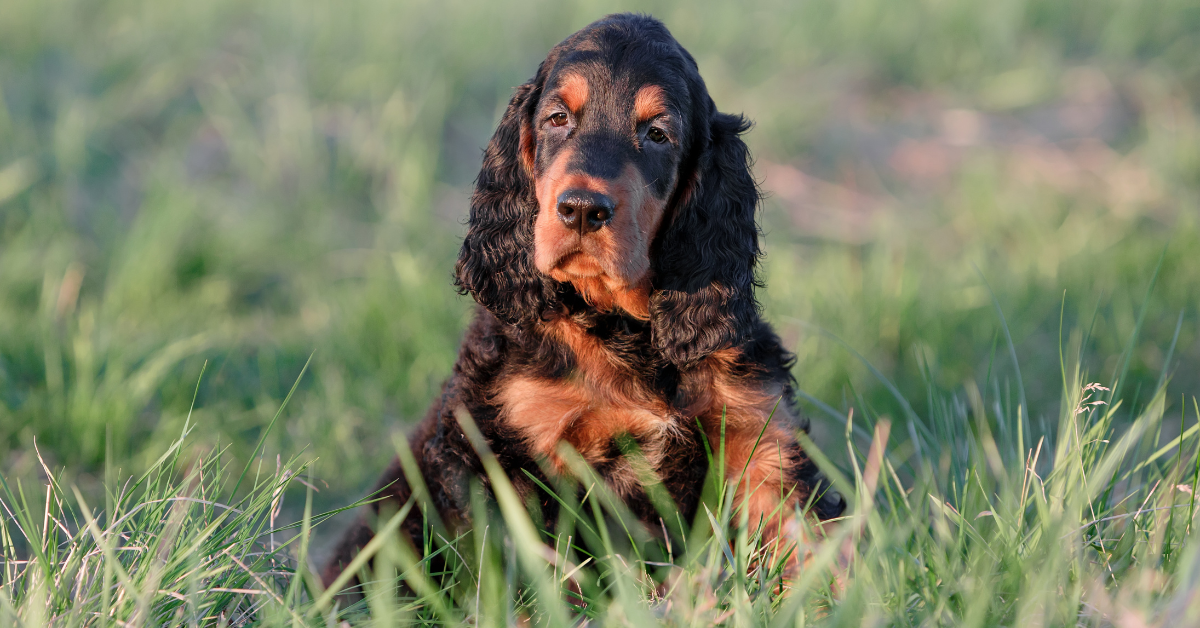 Gordon Setter