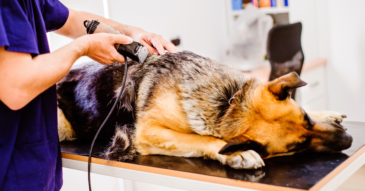 Make Sure Your Dog Is Properly Groomed
