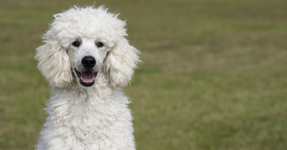 Poodle