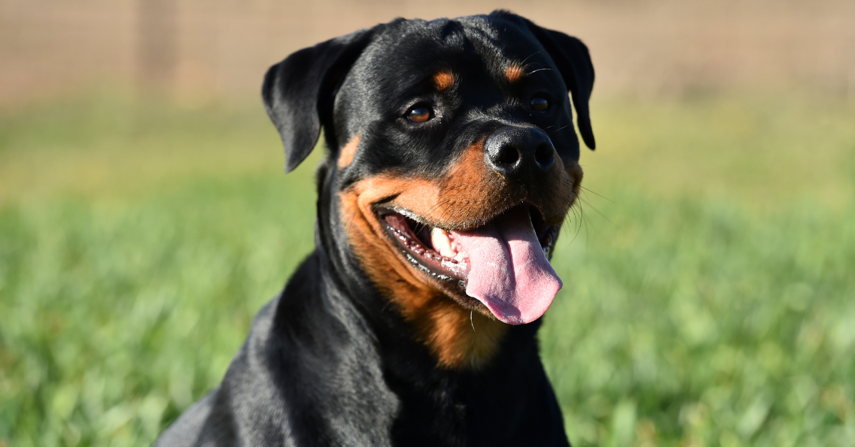 Rottweiler