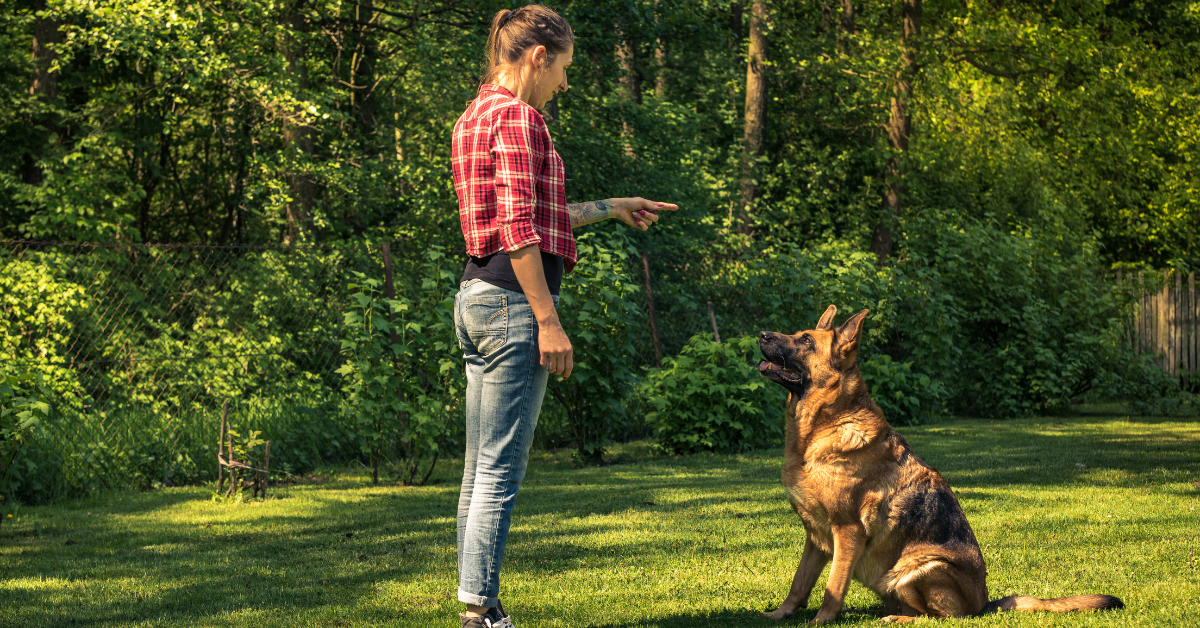 Teach Your Dog the Basics