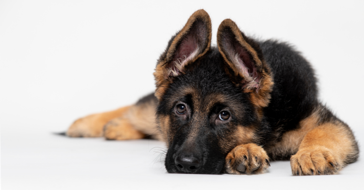 What is the maximum age at which a German Shepherd can live