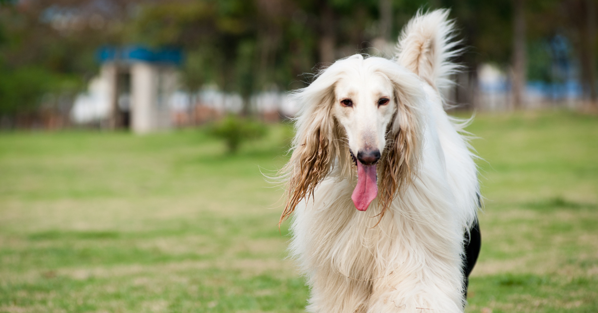 Afghan Hound
