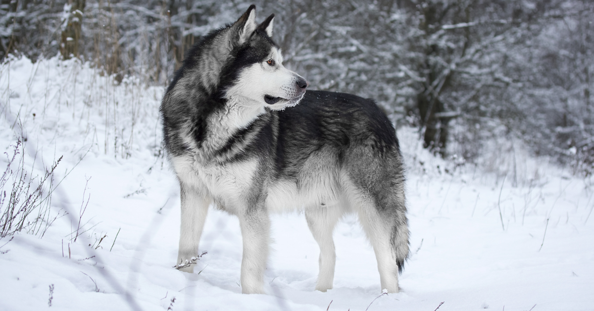 Alaskan Malamute